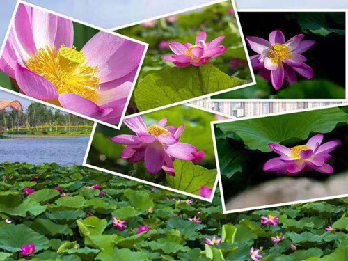 OG���ˡ�(�й���)�ٷ���վ