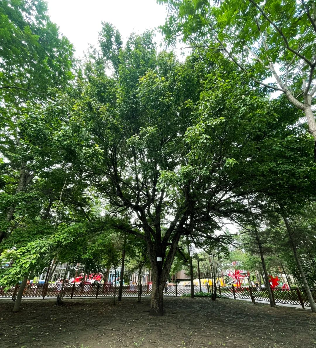 OG���ˡ�(�й���)�ٷ���վ